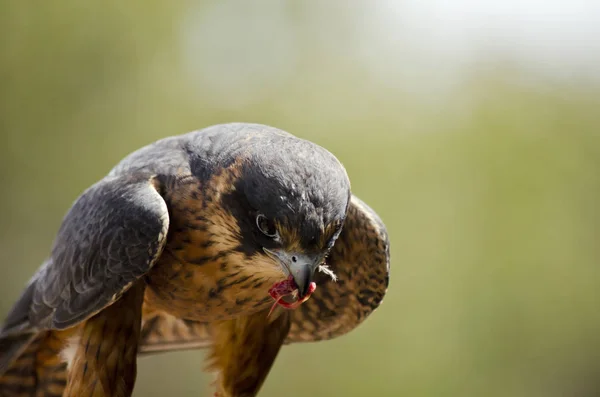 Pasatiempo halcón de cerca — Foto de Stock