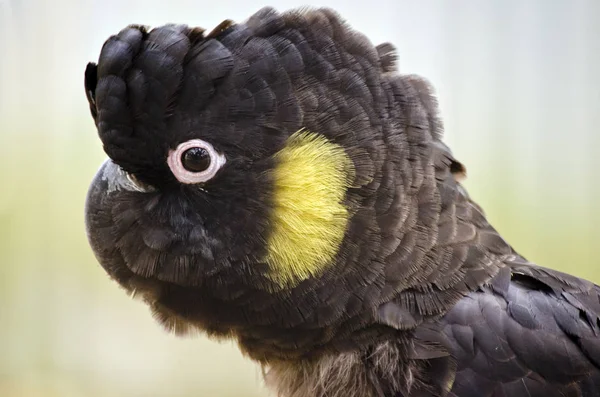 Yellow tailed black cockatoo — Stock Photo, Image