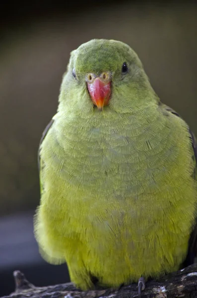 superb parrot close up
