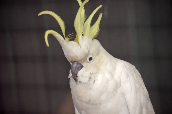 Cacatua crista de enxofre — Fotografia de Stock