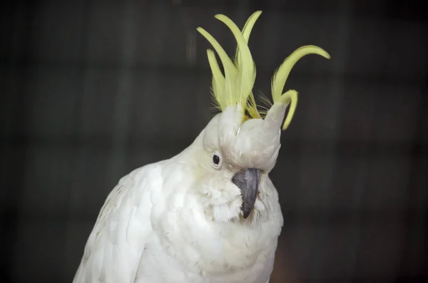 Kénhéjú kakadu — Stock Fotó