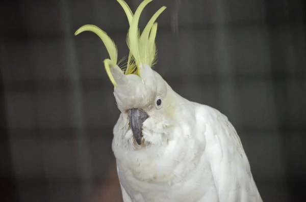 Cacatua crista de enxofre — Fotografia de Stock