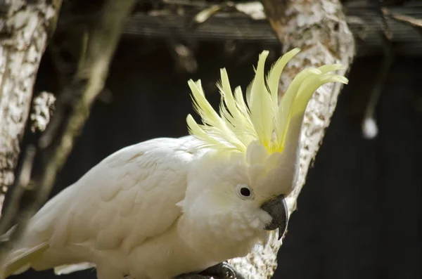 Cacatua crista de enxofre — Fotografia de Stock