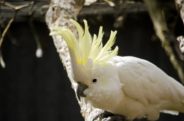 硫磺奶油鹦鹉 — 图库照片