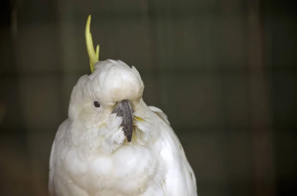 Cacatua crista de enxofre — Fotografia de Stock