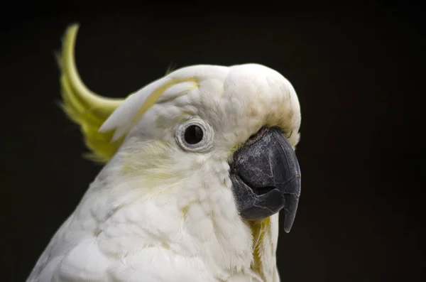 Sulphur crested cockatoo — Stock Photo, Image