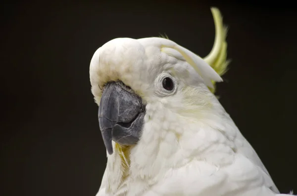 Sulphur crested cockatoo — Stock Photo, Image