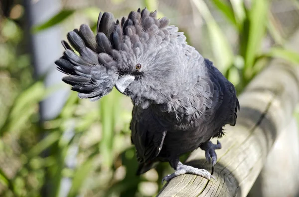 Red tailed black cockatoo — Stock Photo, Image