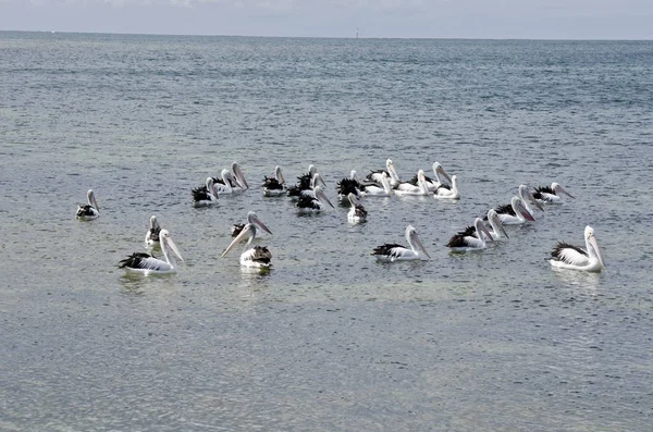 Flock av pelikaner — Stockfoto