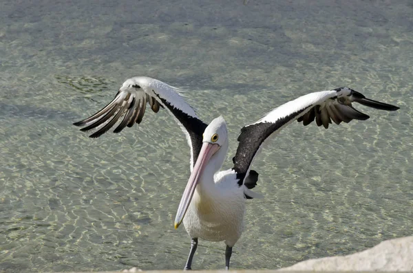 Australischer Pelikan ausgestreckt — Stockfoto