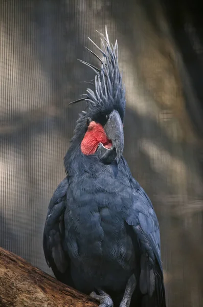 Cacatúa de palma perico malabar de cerca —  Fotos de Stock