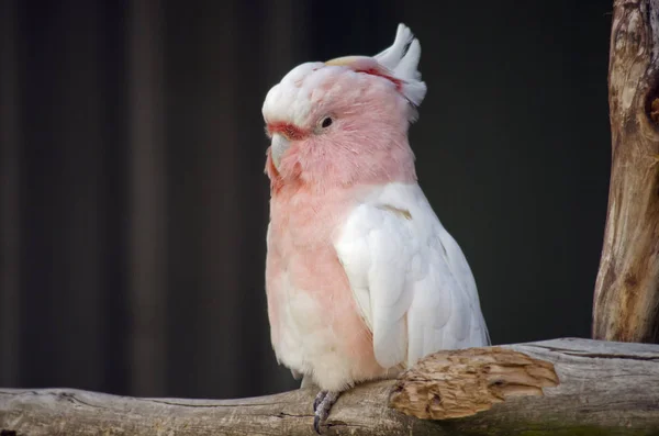 Major Mitchell ou Pink Cockatoo — Fotografia de Stock