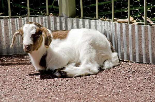 Bébé chèvre au repos — Photo