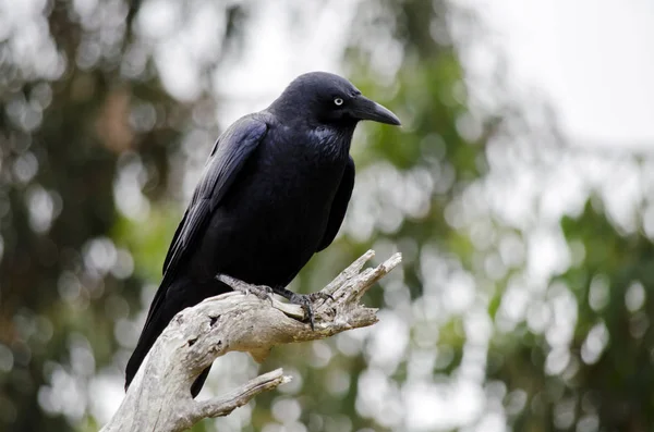 Jonge Australische Raven — Stockfoto