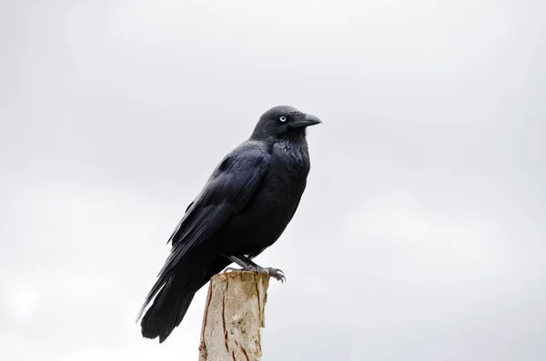 Juvenil Avustralya Raven — Stok fotoğraf