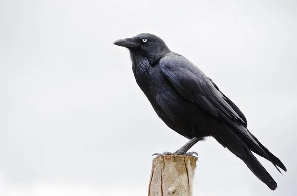 Juvenil Avustralya Raven — Stok fotoğraf