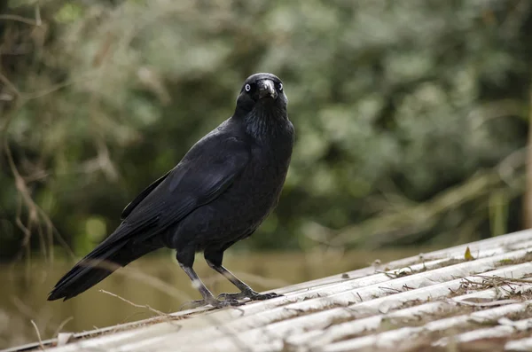 Juvenil Avustralya Raven — Stok fotoğraf