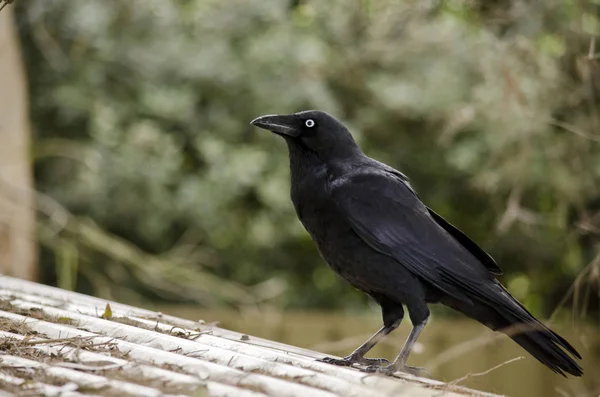 Juvenilní australský Raven — Stock fotografie