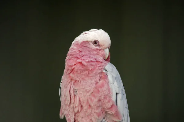 Galah de cerca —  Fotos de Stock