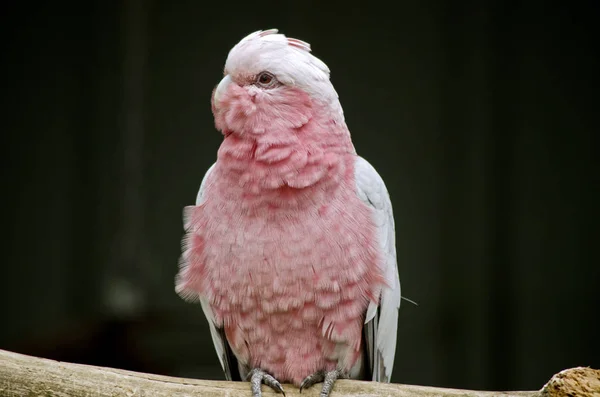 Galah de cerca —  Fotos de Stock