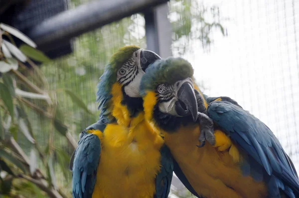 2 guacamayos azules y dorados —  Fotos de Stock