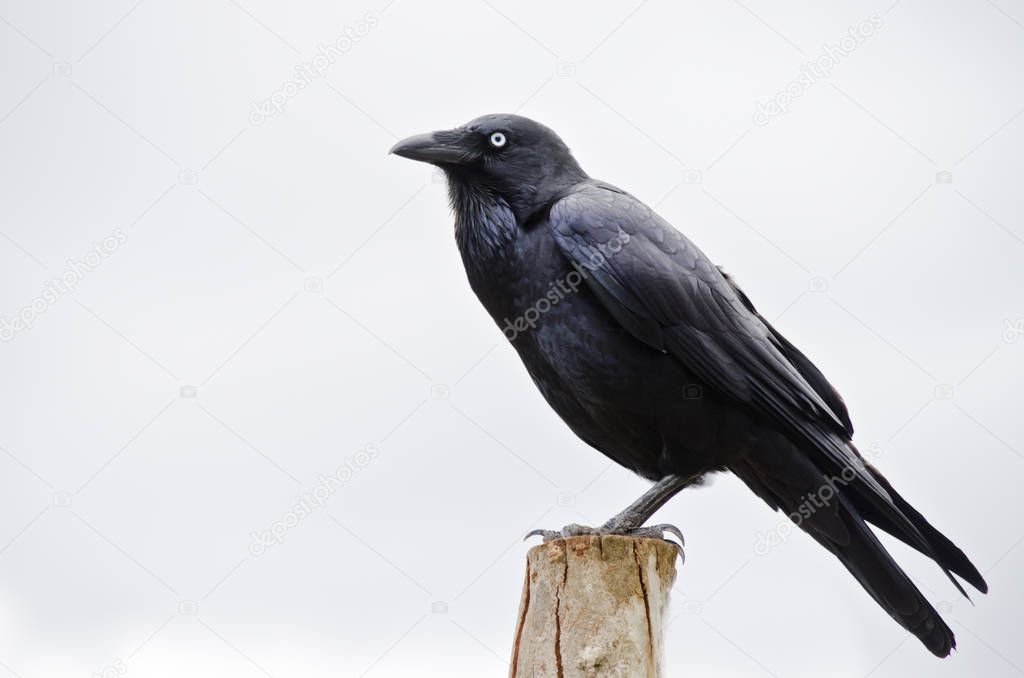 juvenile Australian Raven