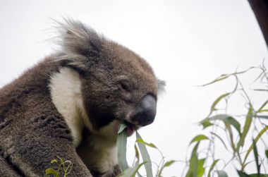 Avustralya koala yeme