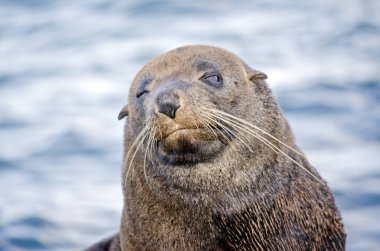 Australian fur seal clipart
