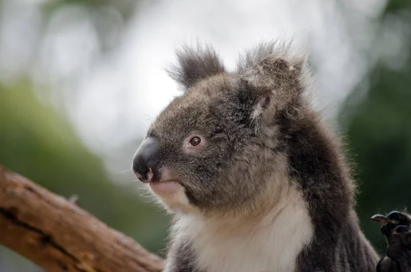 Australijski koala z bliska — Zdjęcie stockowe