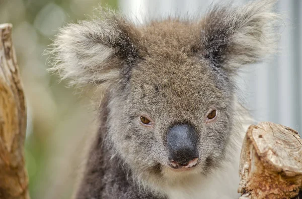 Koala australiano da vicino — Foto Stock