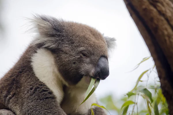 Koala australská zblízka — Stock fotografie