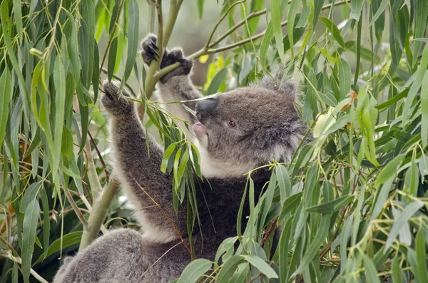 Australischer Koala aus nächster Nähe — Stockfoto