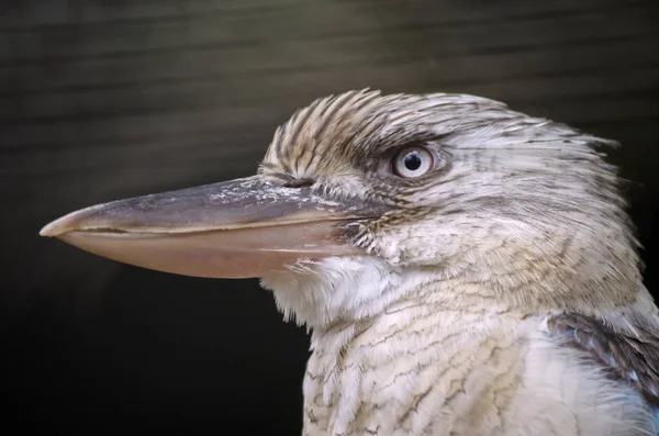 Blaue geflügelte Kookaburra — Stockfoto