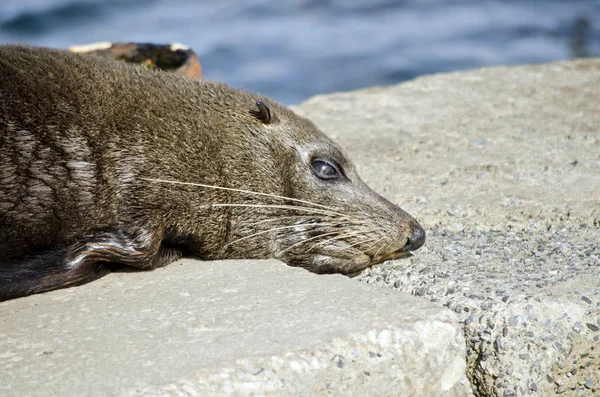 Australian fur seal — Stock Photo, Image