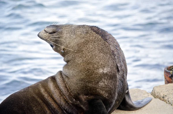 Australian fur seal — Stock Photo, Image