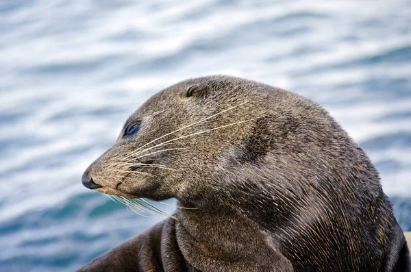 Australian fur seal — Stock Photo, Image