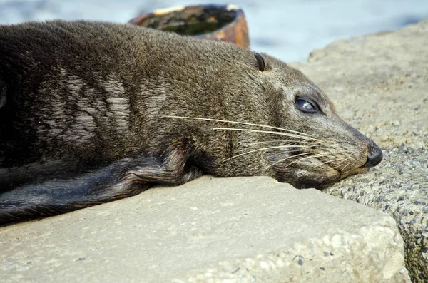 Foca de piel australiana — Foto de Stock