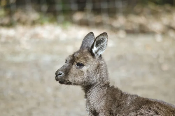 Kangur-wyspa kangura z bliska — Zdjęcie stockowe