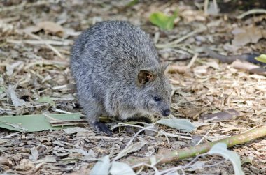 quokka kapat 