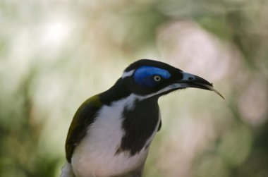 Mavi yüzlü honeyeater