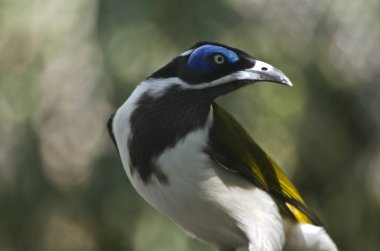 Mavi yüzlü honeyeater