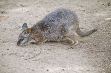 tammar kanguru yakın çekim 