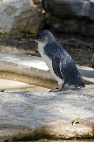 Pequeño pingüino de hadas —  Fotos de Stock