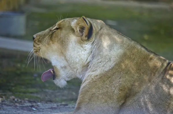 Lioness close up — Stock Photo, Image