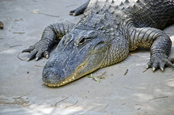 Aligator z bliska — Zdjęcie stockowe