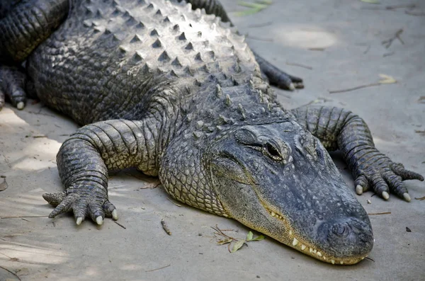 Alligator aus nächster Nähe — Stockfoto