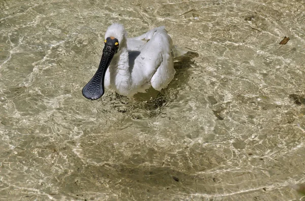 Royal spoonbill bird — Stock Photo, Image