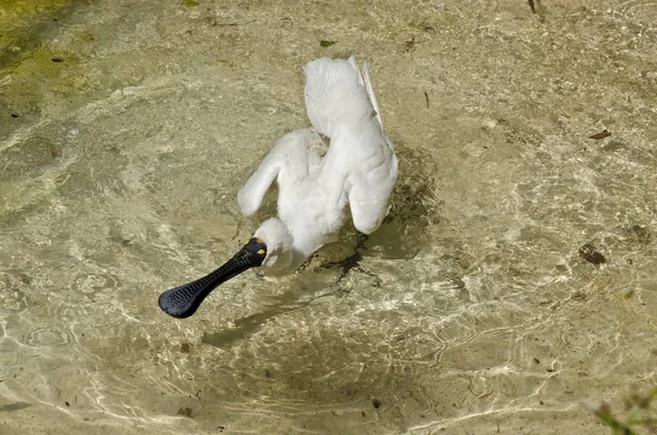 Royal spoonbill bird — Stock Photo, Image