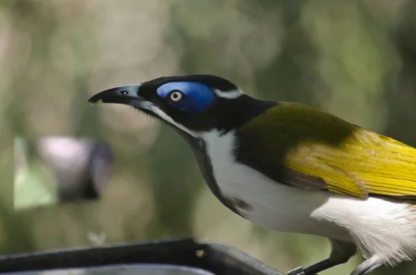 Niebieski-w obliczu honeyeater — Zdjęcie stockowe