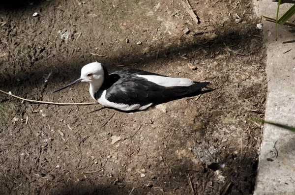 Stelzenläufer — Stockfoto